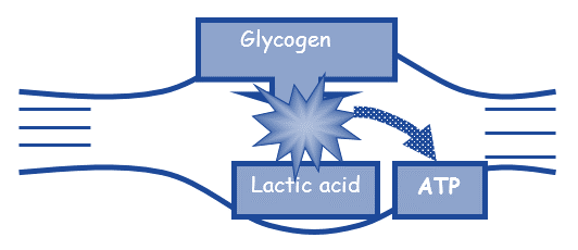 Contrary to the common belief, it is not lactic acid to blame for muscle strain. Contrary to the common belief, it is not lactic acid to blame for muscle strain.